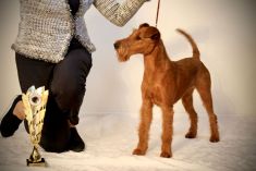 Galahad's Guardian Irish Terrier puppies