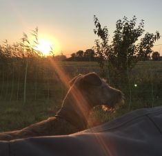 Galahad's Guardian Irish Terrier puppies