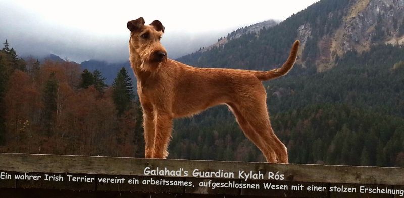 irish_terrier