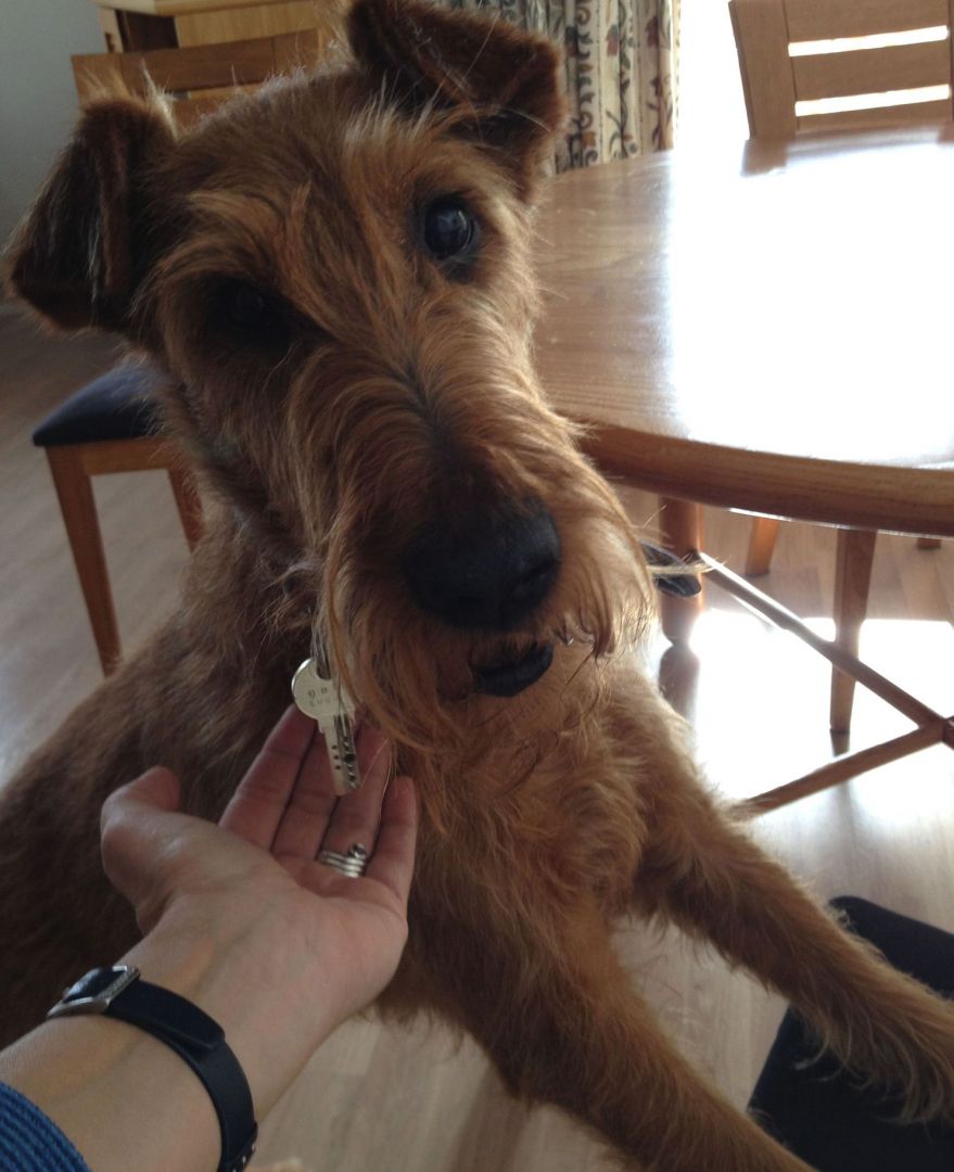 dogsbest.ch-AHA-Assistenshund_im_Alltag