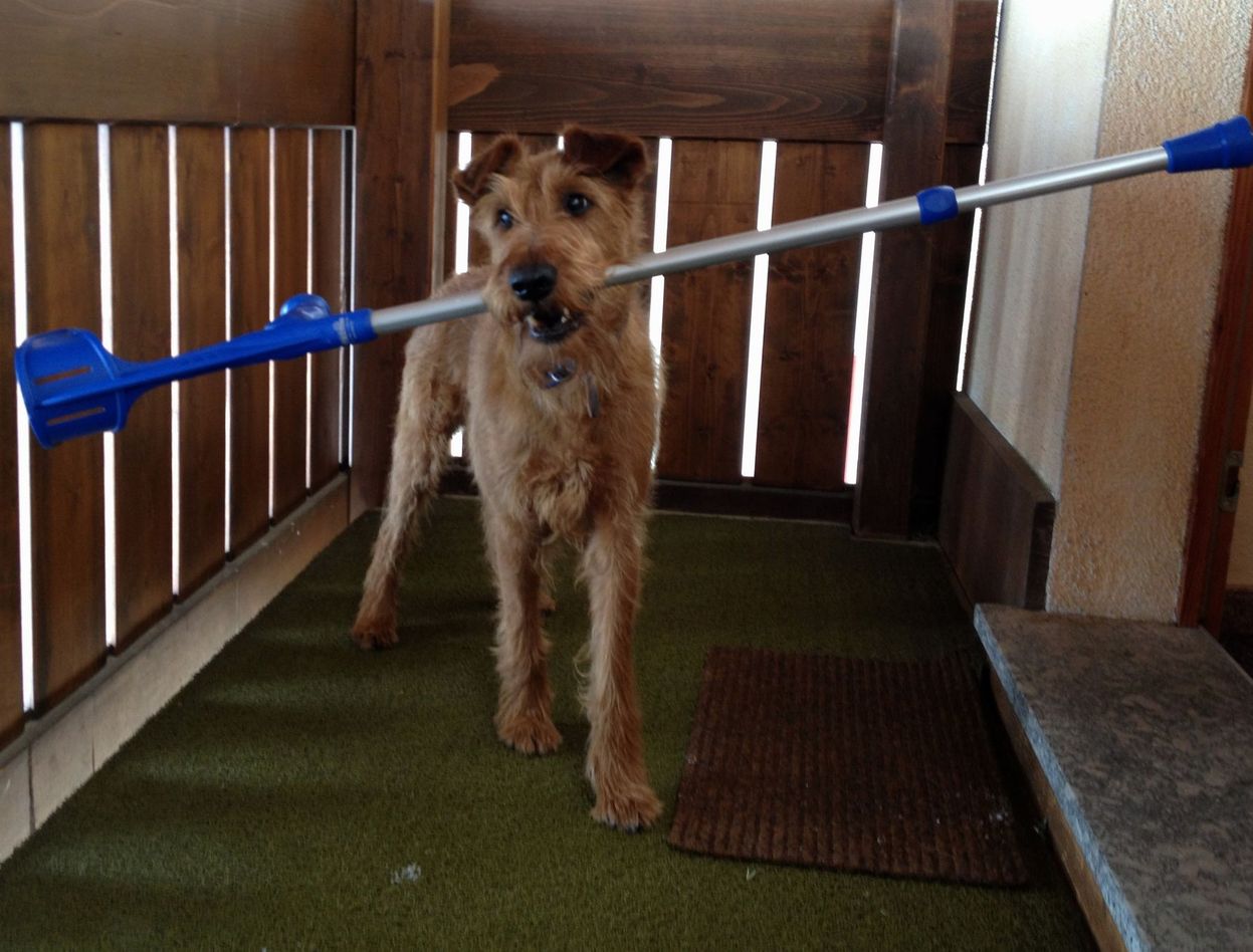 assistenzhund_im_alltag_exclusiv_dogsbest.ch